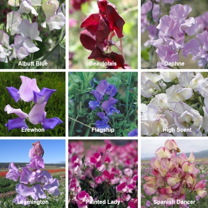 Picture of Sweet Pea  Kings Chelsea Scented Collection