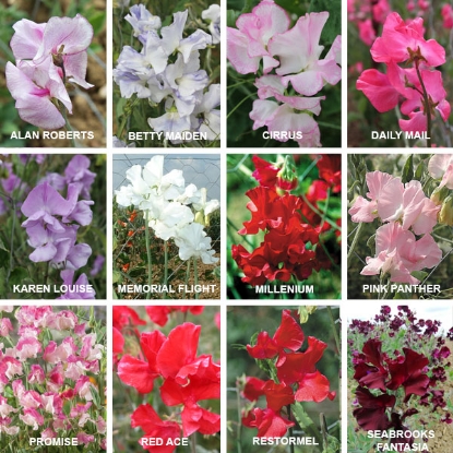 Picture of SALE - Sweet Pea  Kings Exhibitors Collection