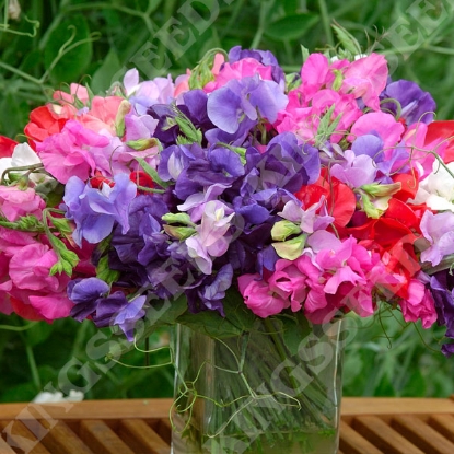 Picture of Sweet Pea King Size Formula Mixed