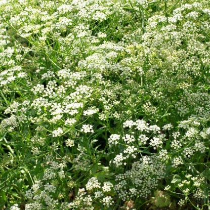 Picture of Herb  Anise Perennial