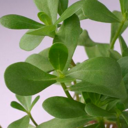 Picture of Herb  Purslane Green Annual