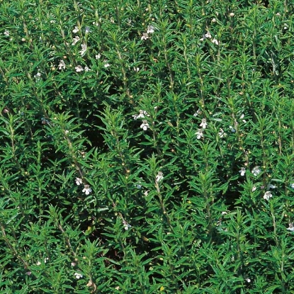 Picture of Herb  Savory Winter Perennial