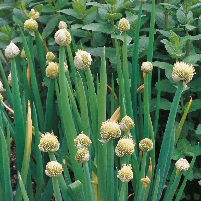 Picture of Herb  Welsh Onion Perennial PPP A.Allium fistulosum B.GB40557 C.lot see pkt D.GB