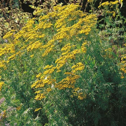 Picture of Herb  Tansy Perennial