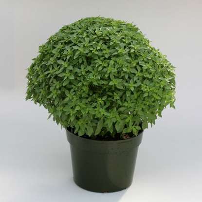 Picture of Herb Basil  Aristotle