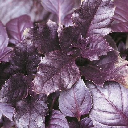 Picture of Herb Basil  Purple Annual