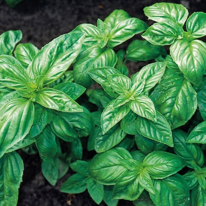 Picture of Herb Basil Classic Italian