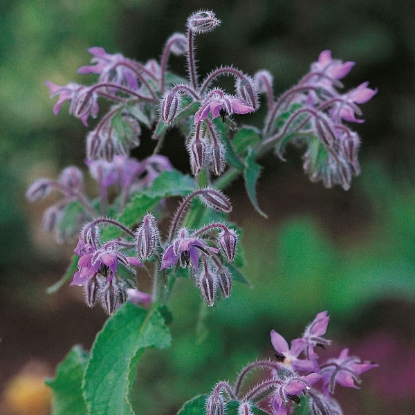 Picture of Herb  Borage Annual