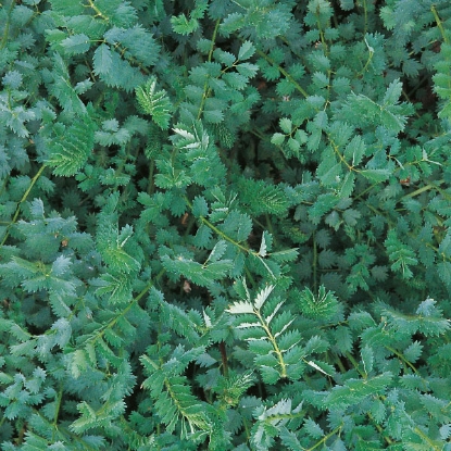 Picture of Herb  Burnet Salad Perennial