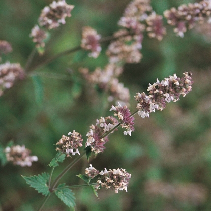 Picture of Herb  Catnep  Perennial