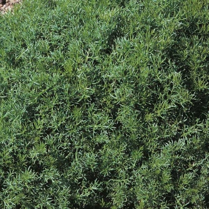 Picture of Herb  Chamomile Lawn Perennial