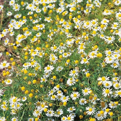 Picture of Herb  Chamomile Annual