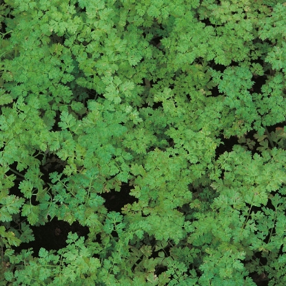 Picture of Herb  Chervil Curled Perennial