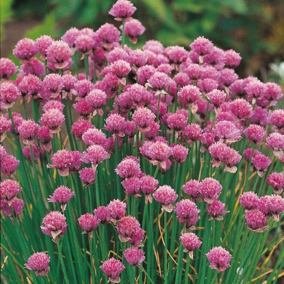 Picture of Chives PPP A.Allium schoenoprasum B.GB40557 C. lot see pkt  D.GB.