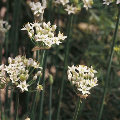 Picture of Herb Chives Garlic Perennial  PPP A.Allium tuberosum B.GB40557 C.lot pkt D.GB