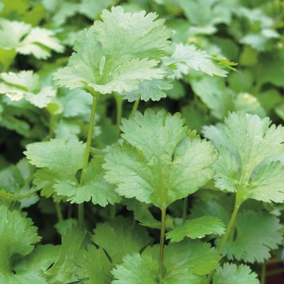 Picture of Herb  Coriander Annual