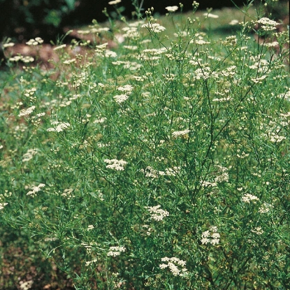 Picture of Herb  Cumin Annual