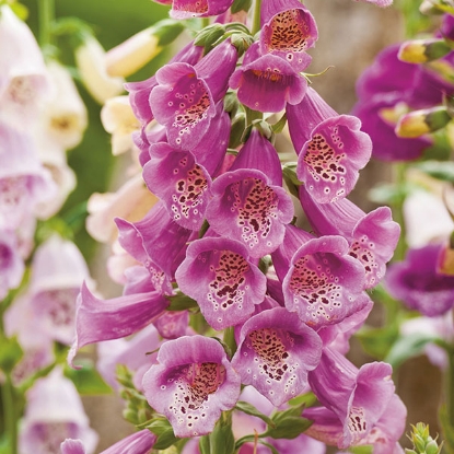 Picture of Foxglove Purpurea