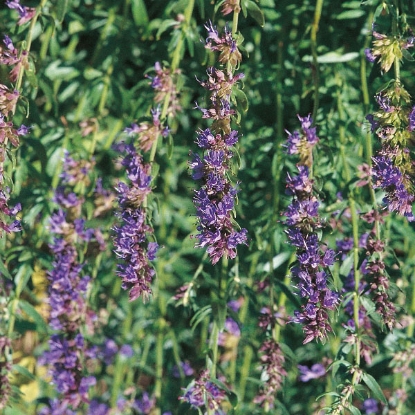 Picture of Herb  Hyssop Perennial