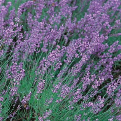 Picture of Herb  Lavender Vera