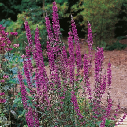 Picture of Herb Purple Loosestrife