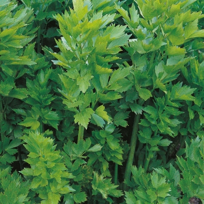 Picture of Herb  Lovage Perennial