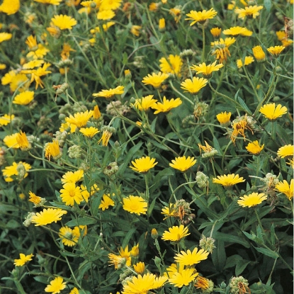 Picture of Herb  Marigold Pot Annual