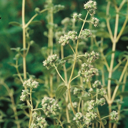 Picture of Herb  Marjoram Sweet Perennial