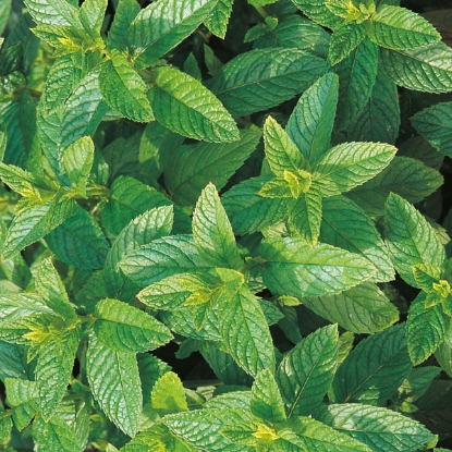 Picture of Herb  Mint Green Perennial