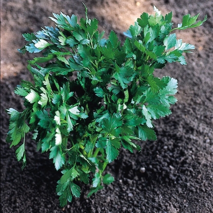 Picture of Parsley Italian Giant