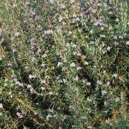 Picture of Herb - Rosemary Perennial