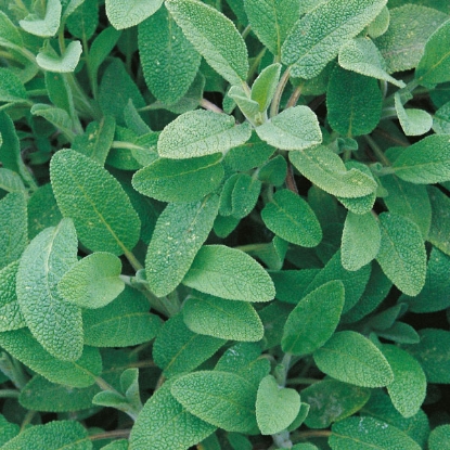 Picture of Herb  Sage Perennial