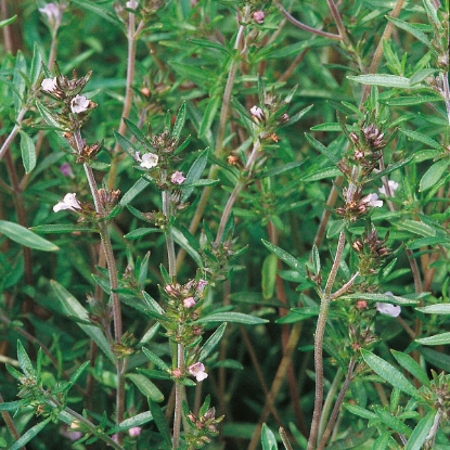 Picture of Herb  Savory Summer Annual