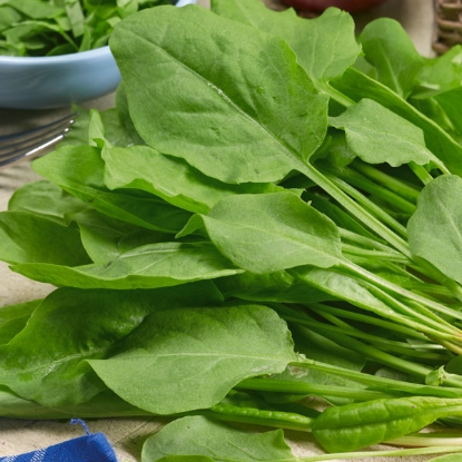 Picture of Herb  Sorrel French Green de Belleville Perennial