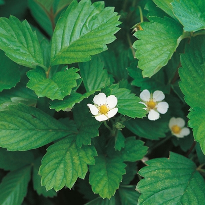 Picture of Strawberry  Alpine Alexandria