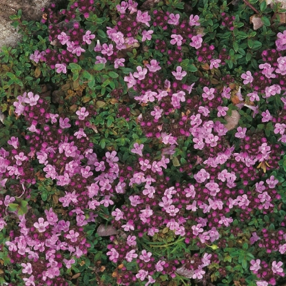 Picture of Herb Thyme Creeping