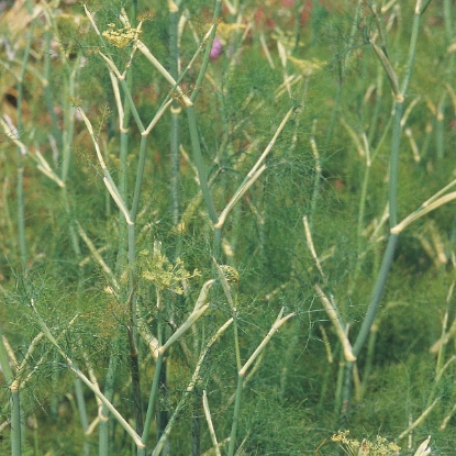 Picture of Herb  Fennel Common or Green Perennial