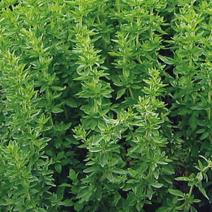 Picture of Herb  Oregano Greek  Perennial