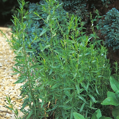 Picture of Herb  Tarragon Russian Perennial