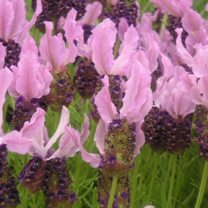 Picture of Lavender  Stoechas (French Lavender)