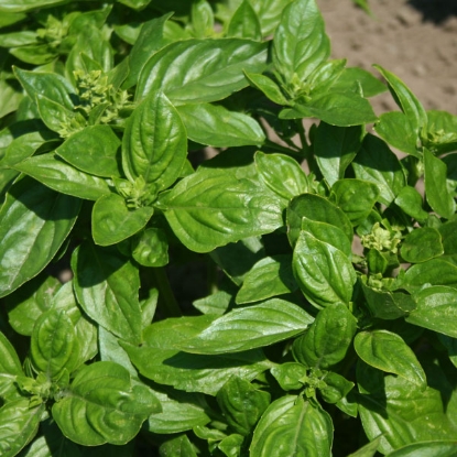 Picture of Herb Basil British