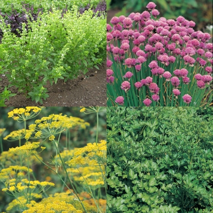 Picture of Windowsill Herb Collection