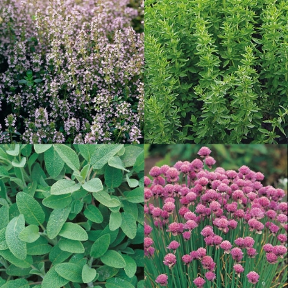 Picture of Herb Garden Collection Pack