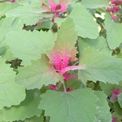 Picture of Herb Tree Spinach