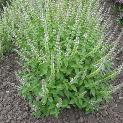 Picture of Herb  Basil Lemon