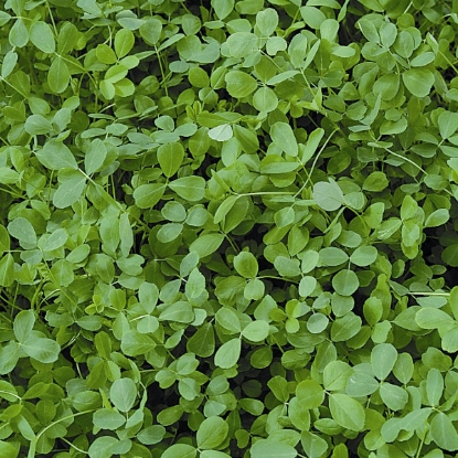 Picture of Alfalfa - pack for 40sq.m PPPort A.Medicago sativa B.GB40557 C.Lot no below D.GB