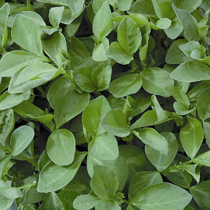 Picture of Field Beans (Pack for 6 sq.m)