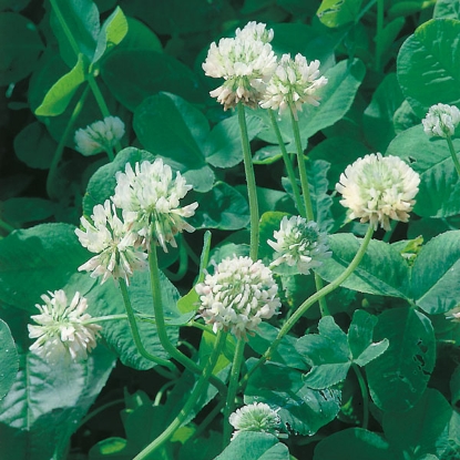 Picture of Green Manure -  White Clover - 30sq.m pack