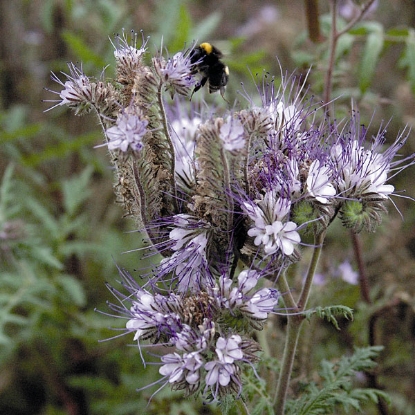 Picture of Phacelia tanacetefolia - pack for 25 sq.m