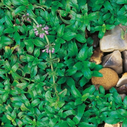 Picture of Herb Pennyroyal  Perennial